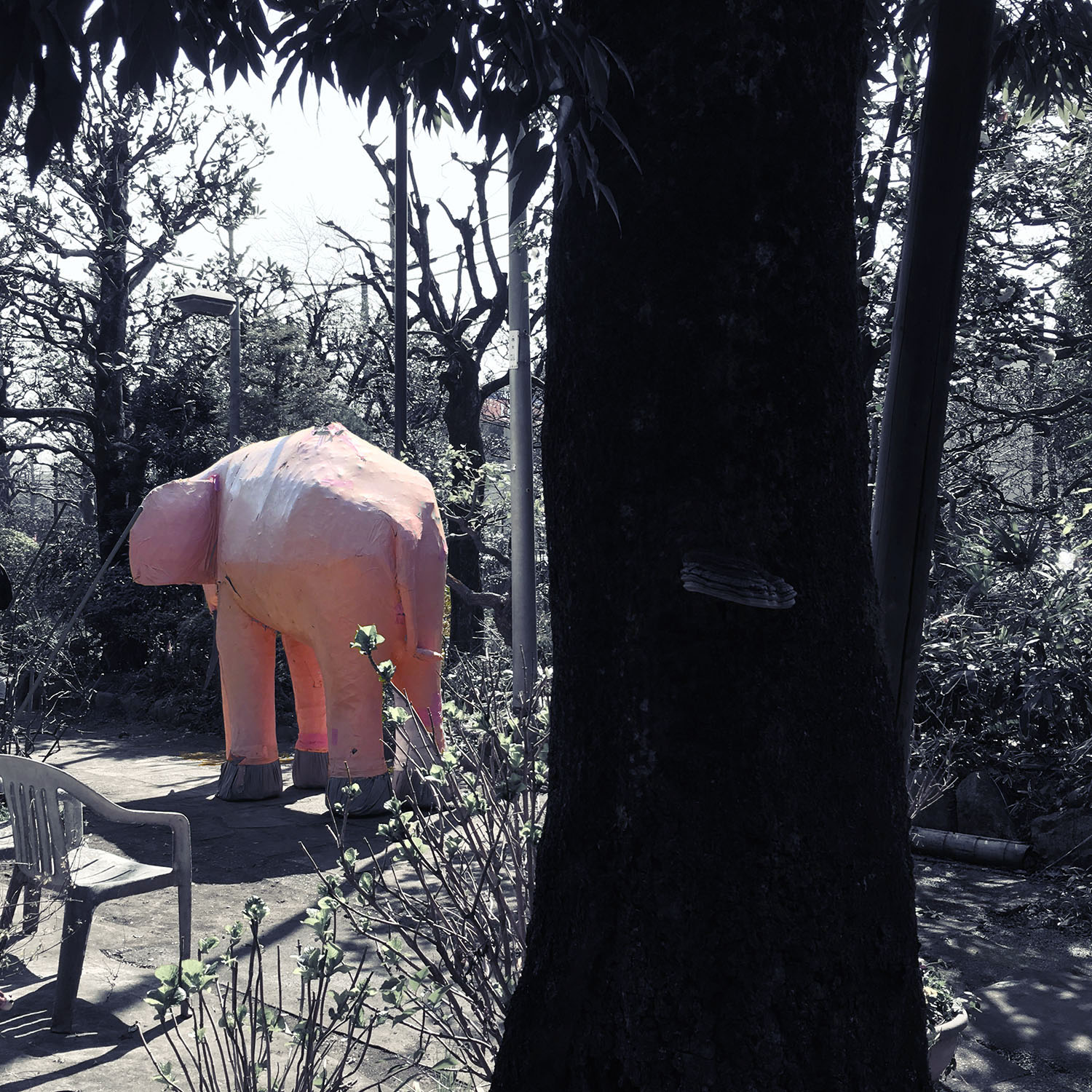 一時保管場所に保護されたピンクの象